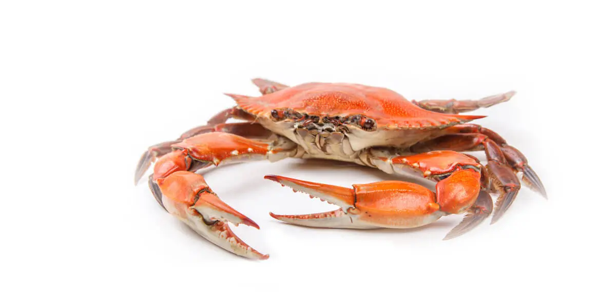 A whole cooked red crab on a white background.